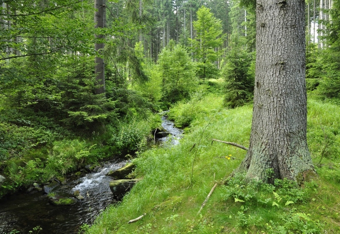 Slučí potok